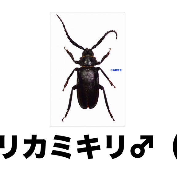 最も好ましい かみきり虫 カミキリムシの幼虫 最も好ましい かみきり虫 カミキリムシの幼虫