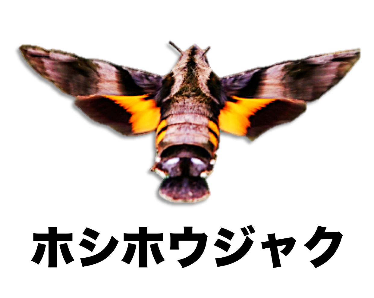 ホシホウジャク 公式 石川流域生きものミュージアム 雨ふる大地の水辺保全ネットワーク