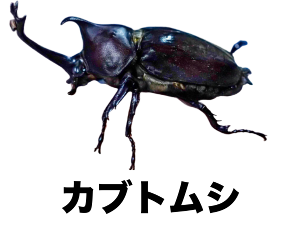 カブトムシ 公式 石川流域生きものミュージアム 雨ふる大地の水辺保全ネットワーク
