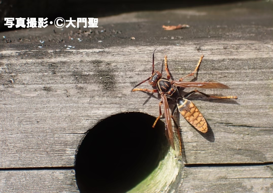 セグロアシナガバチ 公式 石川流域生きものミュージアム 雨ふる大地の水辺保全ネットワーク