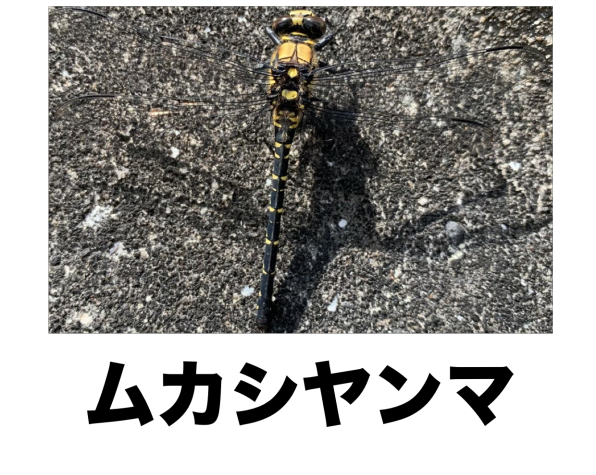 黄色と黒のトンボ その他のヤンマ 公式 石川流域生きものミュージアム 雨ふる大地の水辺保全ネットワーク