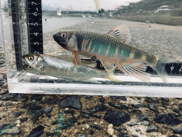 オイカワ 石川流域のお魚ソコソコ解説 雨ふる大地の水辺保全ネットワーク