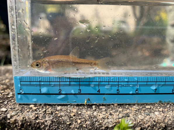 カワバタモロコ 公式 石川流域生きものミュージアム 雨ふる大地の水辺保全ネットワーク