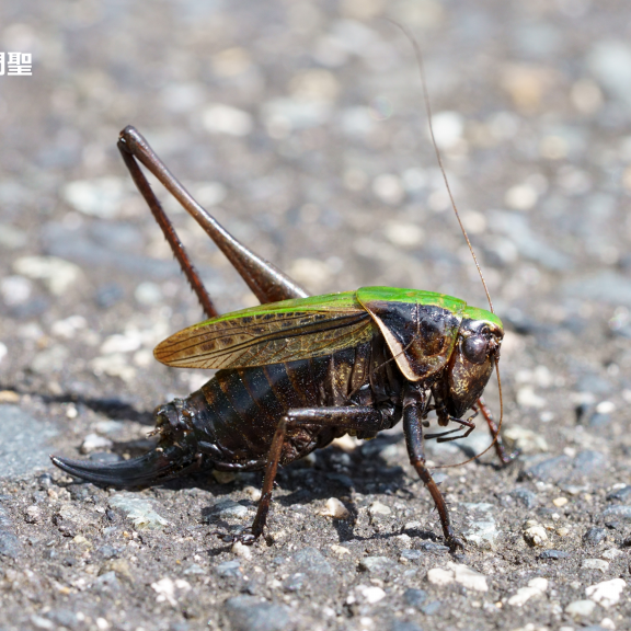 バッタ類 南河内の昆虫類 | ［公式］石川流域生きものミュージアム・雨