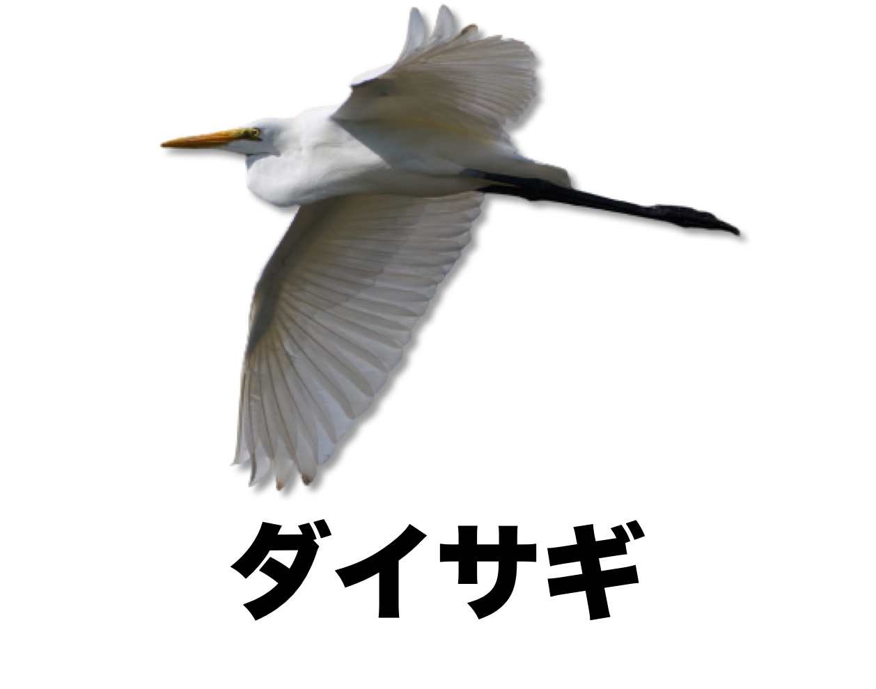 ※2個セット　アオサギとダイサギの頭骨 ダイサギ（亜種 チュウダイサギ） - eBird