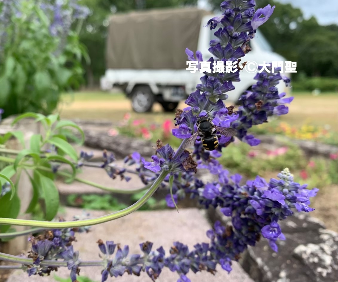 トモンハナバチ | ［公式］石川流域生きものミュージアム・雨ふる大地