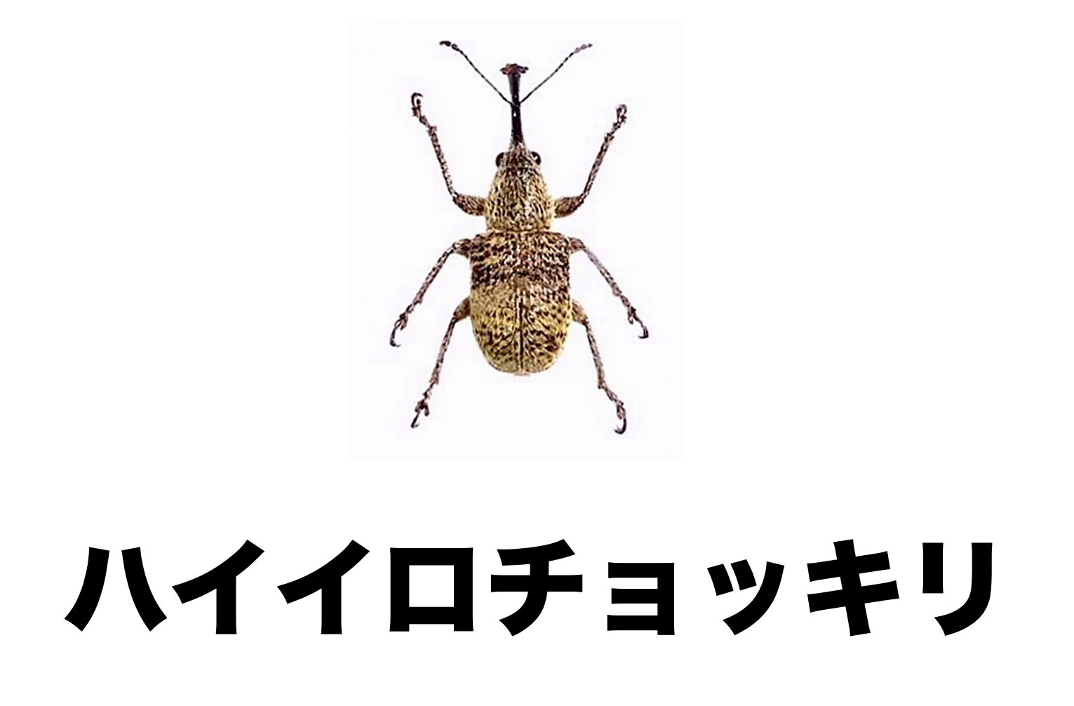 チョッキリ、オトシブミ標本 チョッキリ、オトシブミ標本 ヒメケブカチョッキリ – 岐阜県甲虫型録