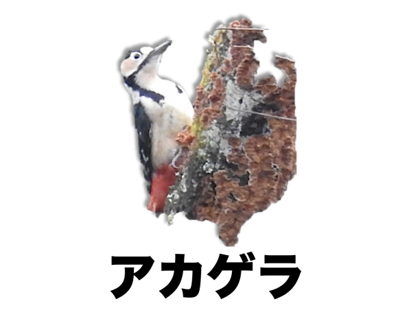 写真で見つける 野鳥 公式 石川流域生きものミュージアム 雨ふる大地の水辺保全ネットワーク 写真で見つける 野鳥 公式 石川流域生きものミュージアム 雨ふる大地の水辺保全ネットワーク