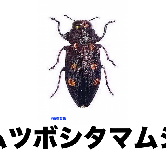 タマムシ カミキリモドキのなかま ページ2 公式 石川流域生きものミュージアム 雨ふる大地の水辺保全ネットワーク タマムシ カミキリモドキのなかま ページ2 公式 石川流域生きものミュージアム 雨ふる大地の水辺保全ネットワーク