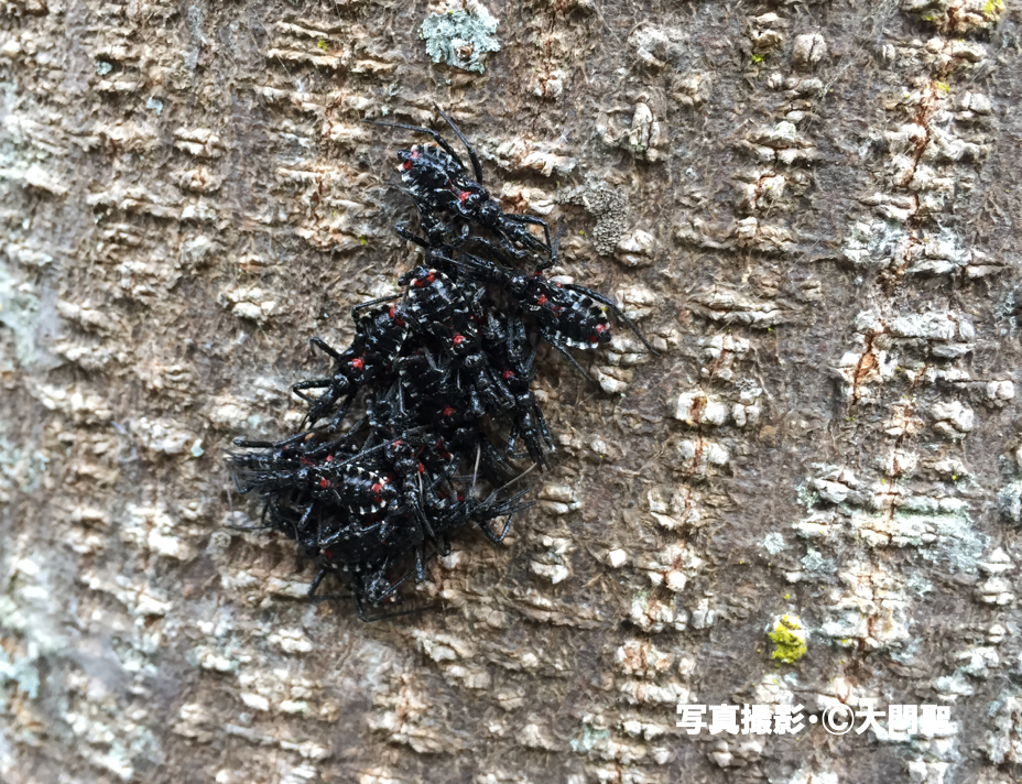 冬を越す虫たち 公式 石川流域生きものミュージアム 雨ふる大地の水辺保全ネットワーク