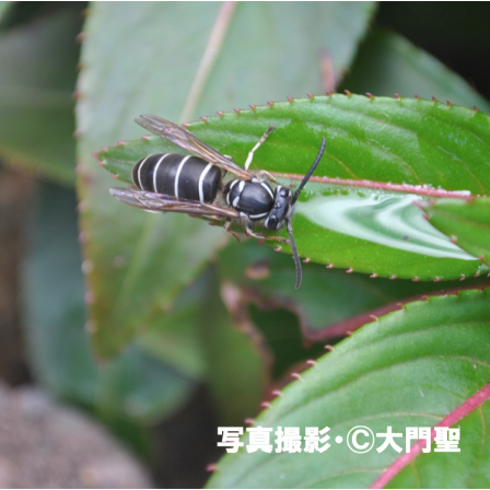 危険生物 スズメバチ 公式 石川流域生きものミュージアム 雨ふる大地の水辺保全ネットワーク