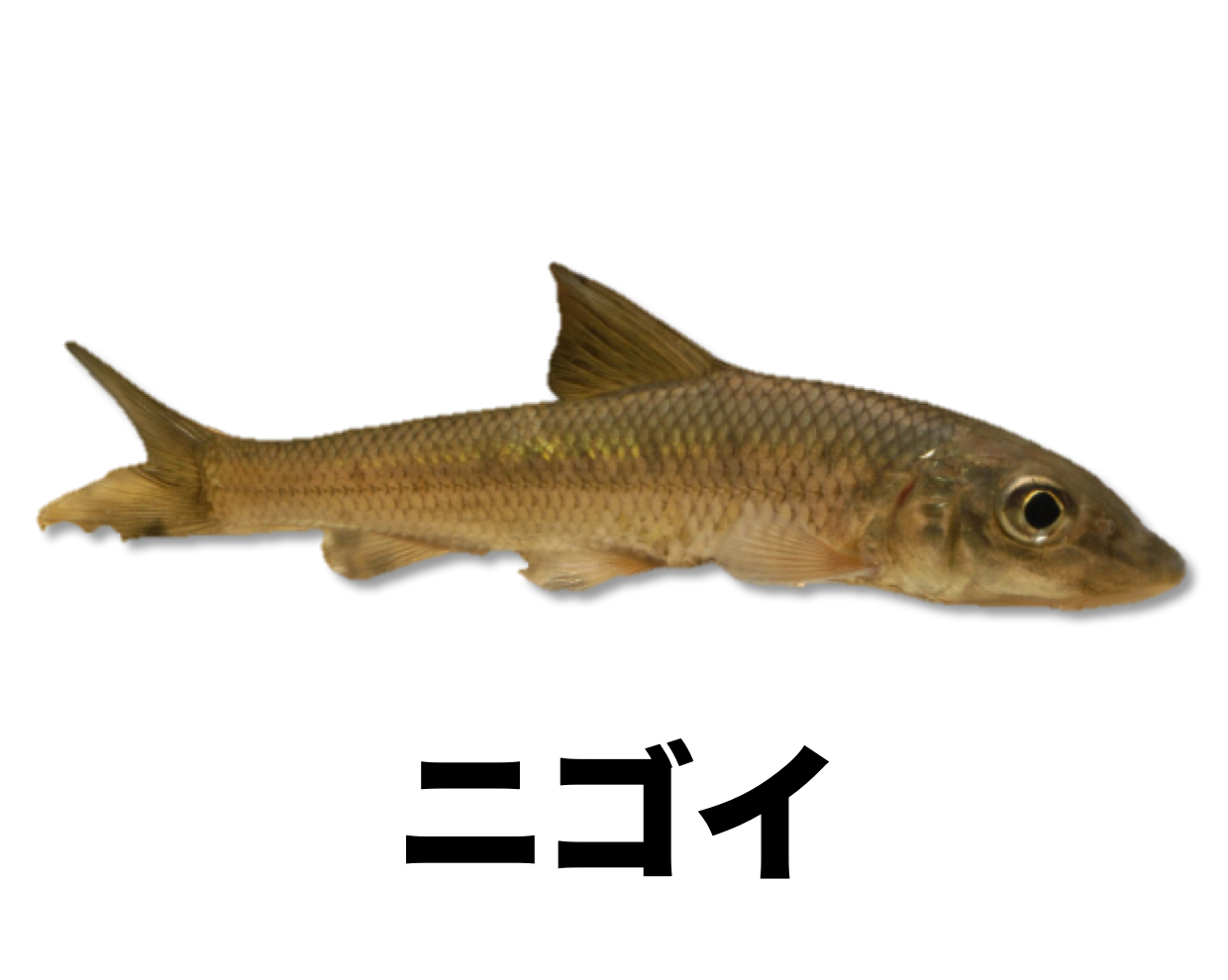 ニゴイ 公式 石川流域生きものミュージアム 雨ふる大地の水辺保全ネットワーク