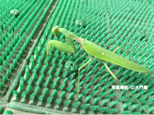 カマキリ 公式 石川流域生きものミュージアム 雨ふる大地の水辺保全ネットワーク