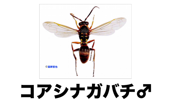 ハチさま✩︎⡱ ご確認用ページ ハチさま✩︎⡱ ご確認用ページ ZX - Search / X