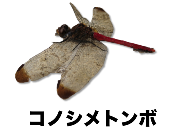 アカトンボ・赤いトンボ | ［公式］石川流域生きものミュージアム・雨