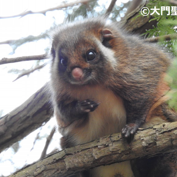 哺乳類 Tokotoko生き物図鑑 公式 石川流域生きものミュージアム 雨ふる大地の水辺保全ネットワーク