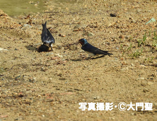 一年に数回大移動する鳥 渡り鳥 公式 石川流域生きものミュージアム 雨ふる大地の水辺保全ネットワーク