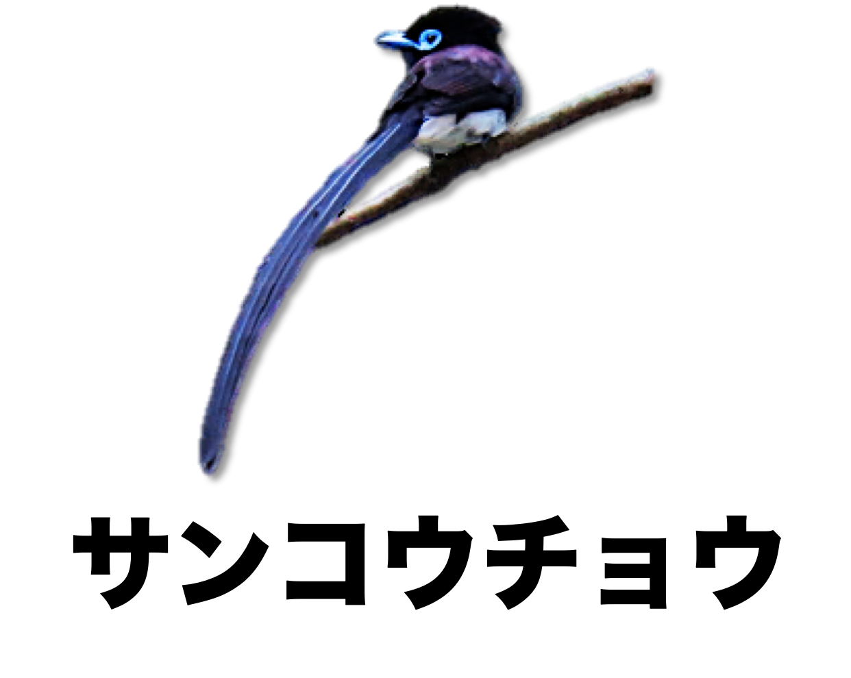 サンコウチョウ 公式 石川流域生きものミュージアム 雨ふる大地の水辺保全ネットワーク