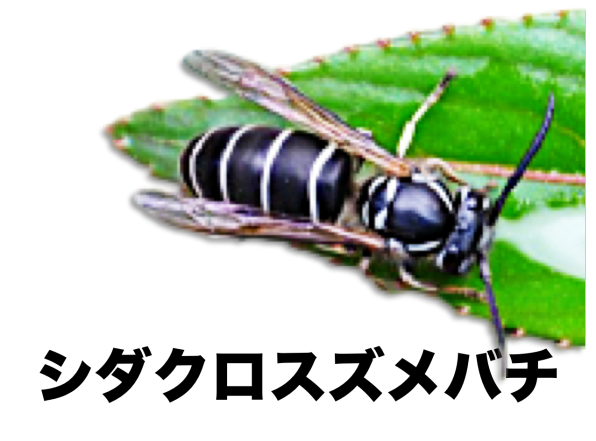 ハチのなかま＝索引・検索＝ | ［公式］石川流域生きもの