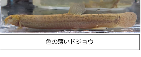 とことん 石川流域のドジョウ 公式 石川流域生きものミュージアム 雨ふる大地の水辺保全ネットワーク