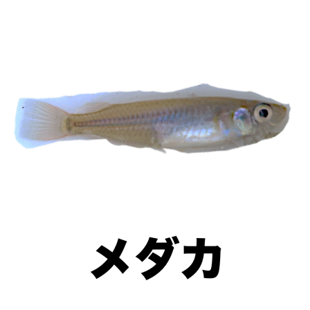 メダカ ぬりえ図鑑 公式 石川流域生きものミュージアム 雨ふる大地の水辺保全ネットワーク メダカ ぬりえ図鑑 公式 石川流域生きものミュージアム 雨ふる大地の水辺保全ネットワーク