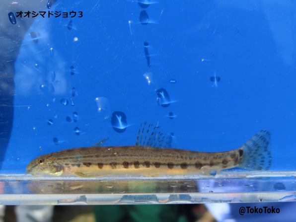 オオシマドジョウ 著作権フリー 公式 石川流域生きものミュージアム 雨ふる大地の水辺保全ネットワーク