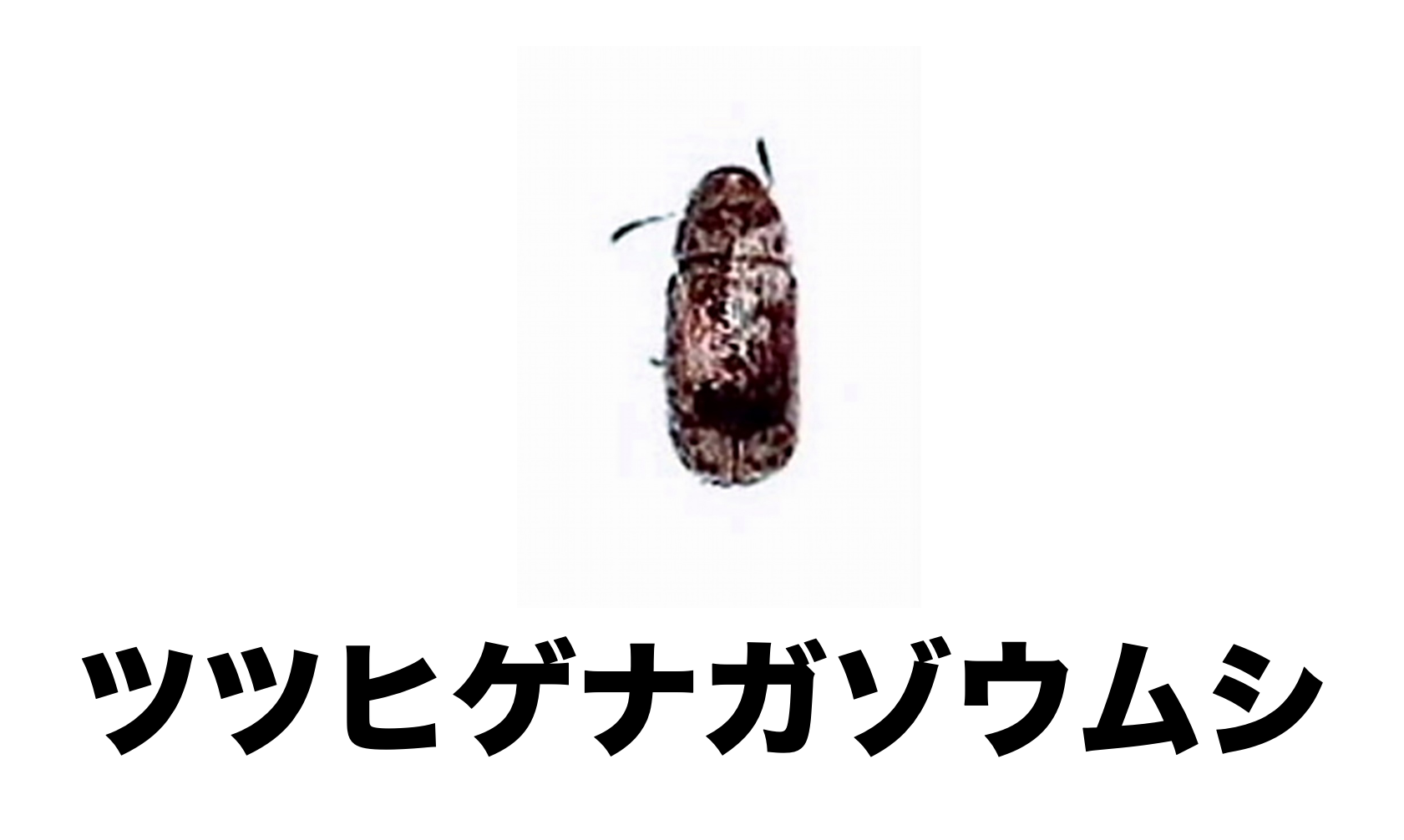 28 ツツヒゲナガゾウムシ [公式]石川流域生きものミュージアム・雨ふる大地の水辺保全ネットワーク