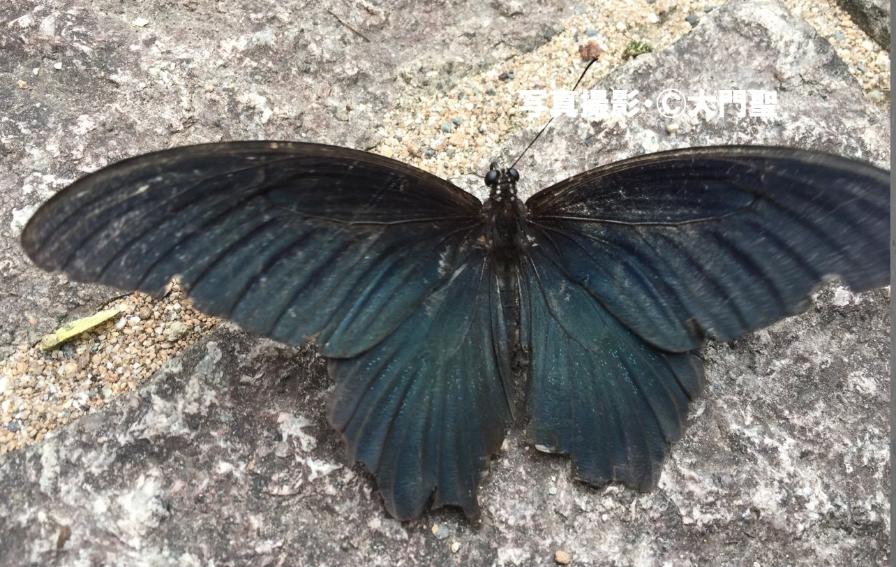 ナガサキアゲハ | ［公式］石川流域生きものミュージアム・雨ふる大地