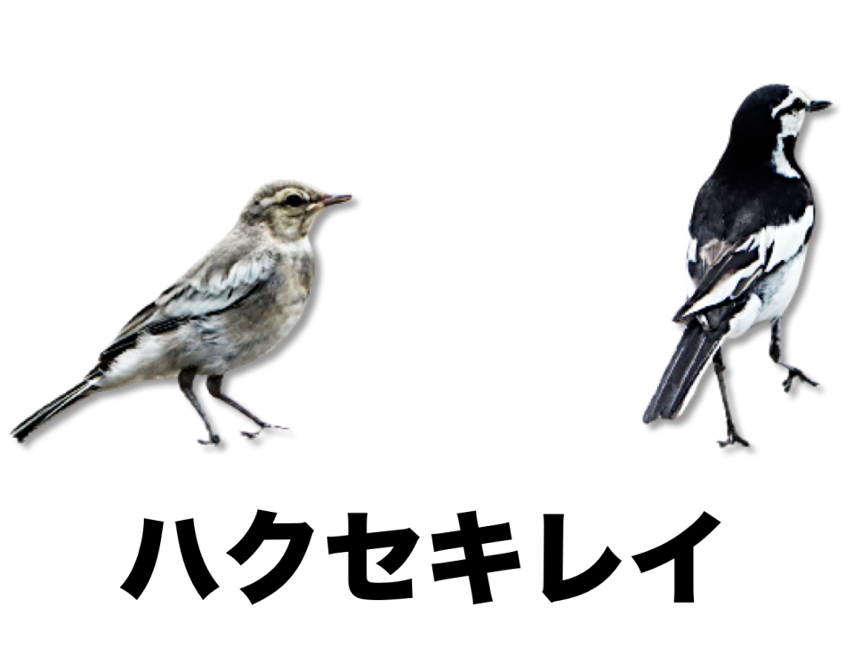 滝畑ダムで一年を通して見られる野鳥 公式 石川流域生きものミュージアム 雨ふる大地の水辺保全ネットワーク