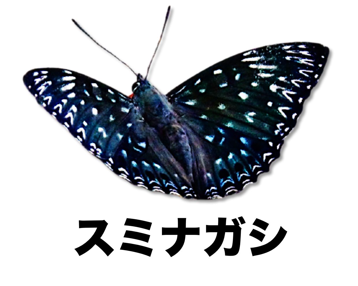 スミナガシ | ［公式］石川流域生きものミュージアム・雨ふる大地の