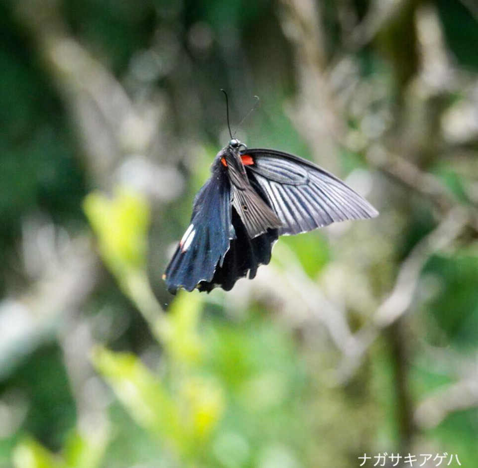 どうして日本にはカラフルなアゲハチョウは２種類だけで 黒いアゲハチョウが多いの 公式 石川流域生きものミュージアム 雨ふる大地の水辺保全ネットワーク