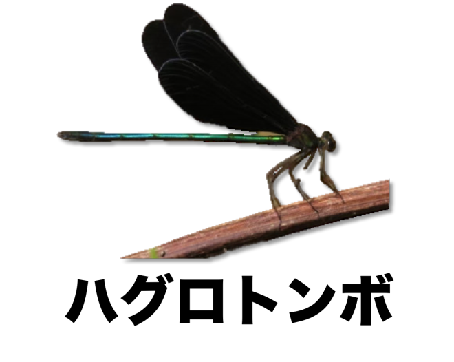 長野公園（トンボ） | ［公式］石川流域生きものミュージアム・雨ふる