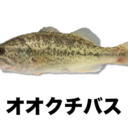 オオクチバス ぬりえ 公式 石川流域生きものミュージアム 雨ふる大地の水辺保全ネットワーク オオクチバス ぬりえ 公式 石川流域生きものミュージアム 雨ふる大地の水辺保全ネットワーク