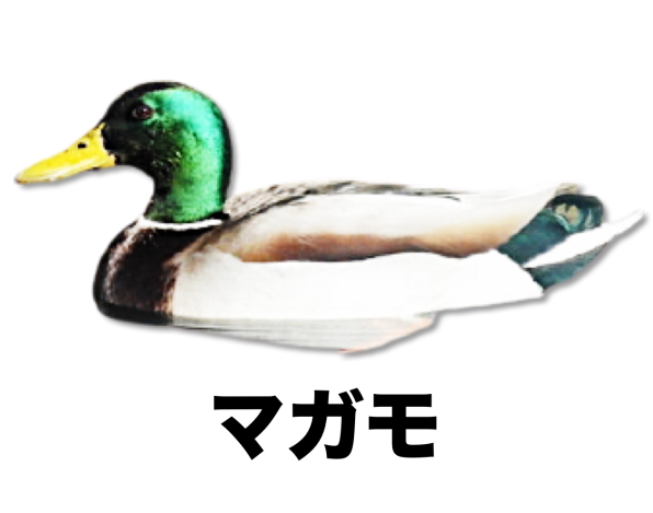 カモの仲間 公式 石川流域生きものミュージアム 雨ふる大地の水辺保全ネットワーク