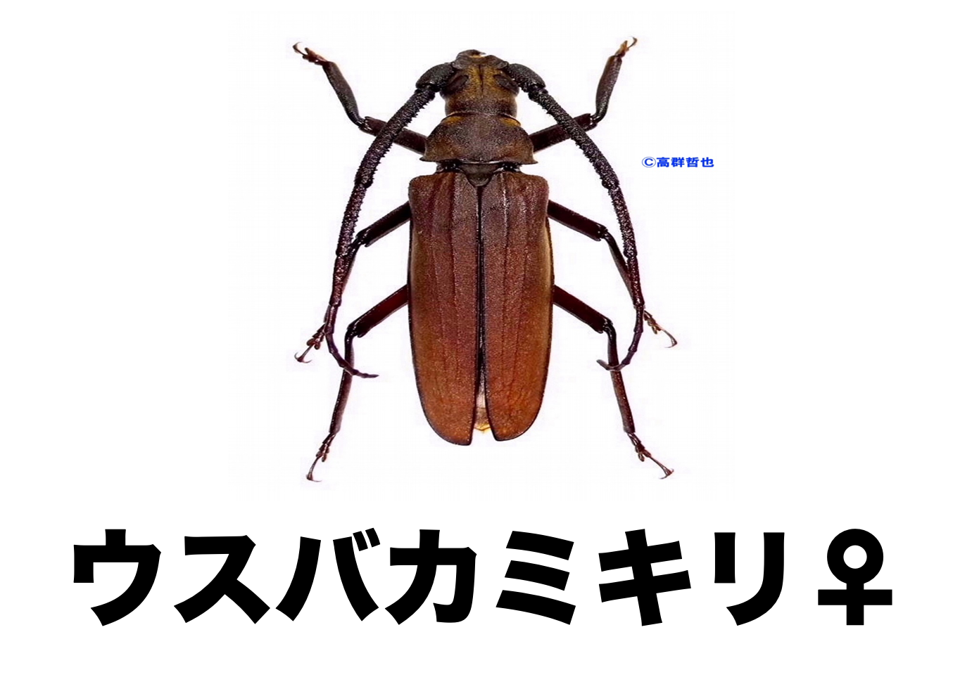 103mmアラゲオオウスバカミキリ 甲虫昆虫標本タランチュラムカデ