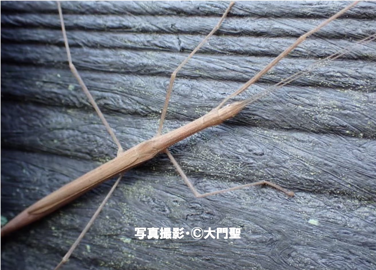 謎多き ナナフシ 公式 石川流域生きものミュージアム 雨ふる大地の水辺保全ネットワーク
