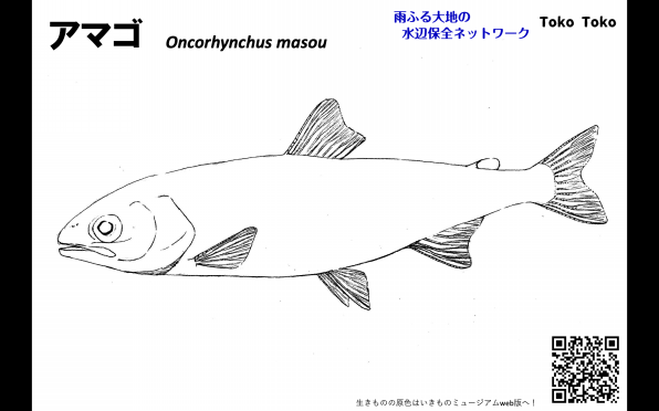 イラスト アマゴ 雨ふる大地の水辺保全ネットワーク