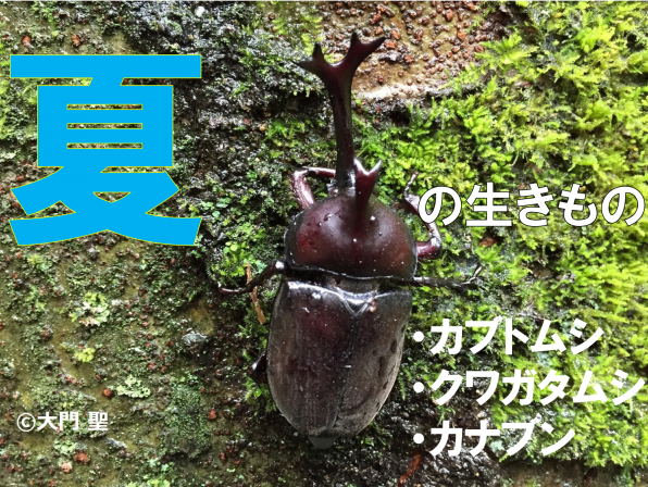 夏の生き物図鑑 カブトムシ クワガタ編 公式 石川流域生きものミュージアム 雨ふる大地の水辺保全ネットワーク