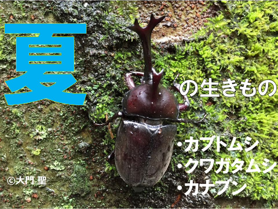 ポスト型はがき/2008年/夏 カブトとクワガタ ポスト型はがき/2008年/夏 カブトとクワガタ - メルカリ