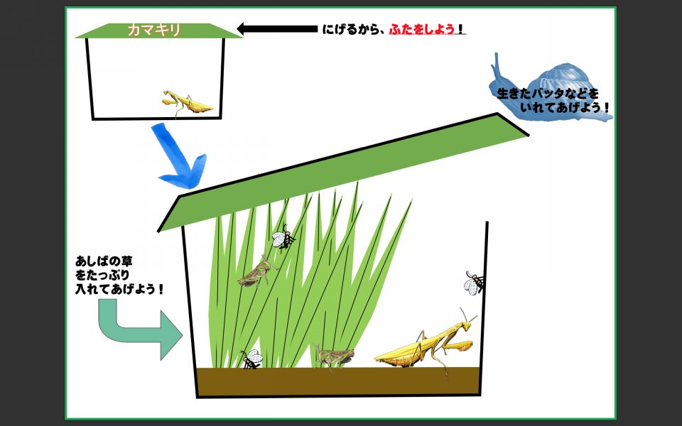 オンライン メジロの籠 餌入れ 虫