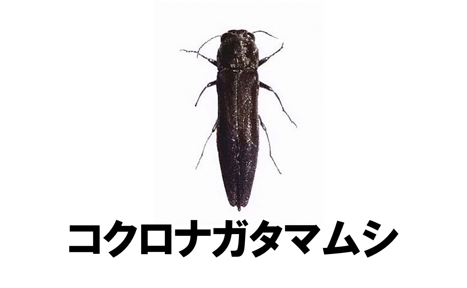 タマムシのように輝くチリカミキリのペア標本
