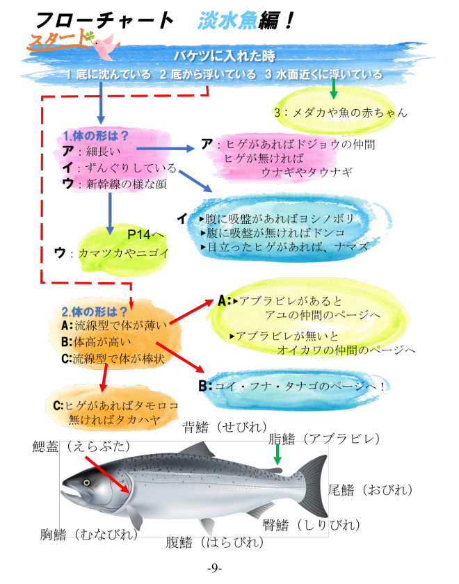 いきもの図鑑 魚編 雨ふる大地の水辺保全ネットワーク