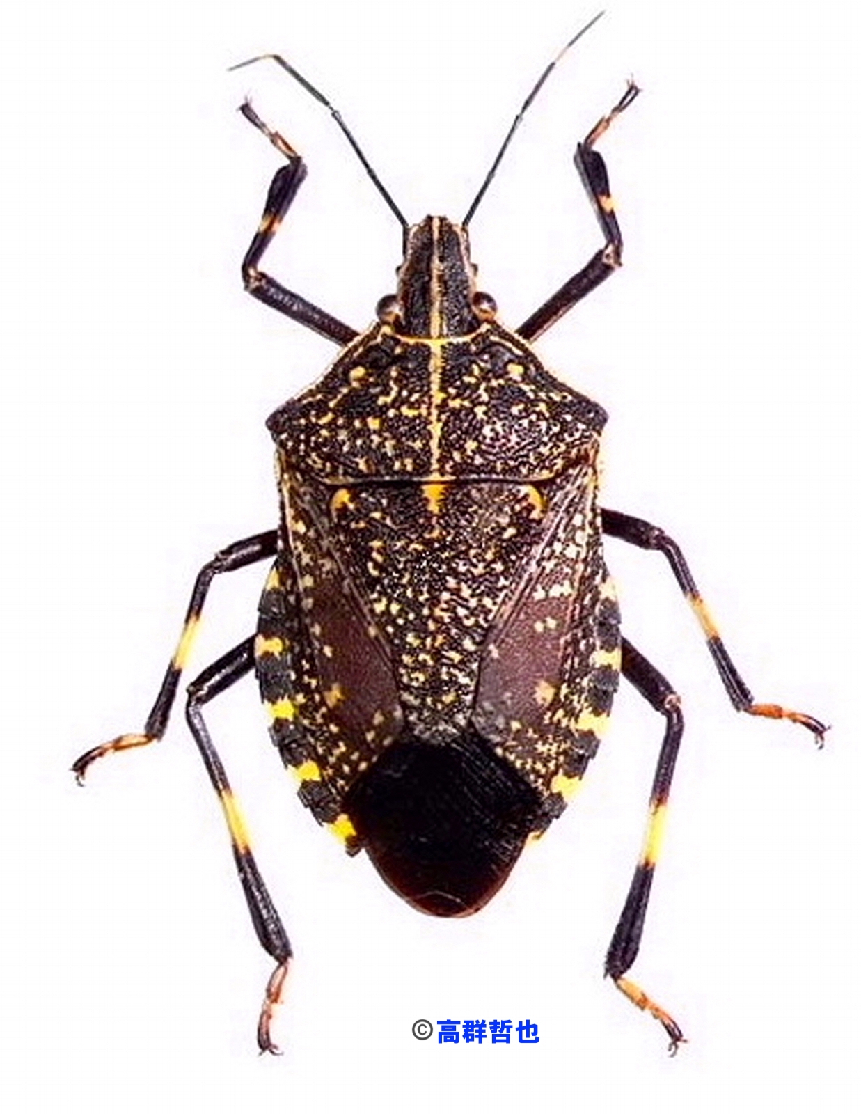 1 キマダラカメムシ | ［公式］石川流域生きものミュージアム