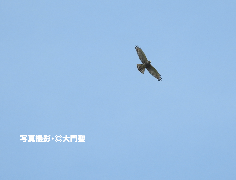 タカ柱をみよう 雨ふる大地の水辺保全ネットワーク