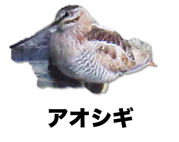 写真で見つける 野鳥 公式 石川流域生きものミュージアム 雨ふる大地の水辺保全ネットワーク 写真で見つける 野鳥 公式 石川流域生きものミュージアム 雨ふる大地の水辺保全ネットワーク