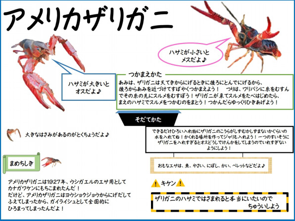 アメリカザリガニ 公式 石川流域生きものミュージアム 雨ふる大地の水辺保全ネットワーク