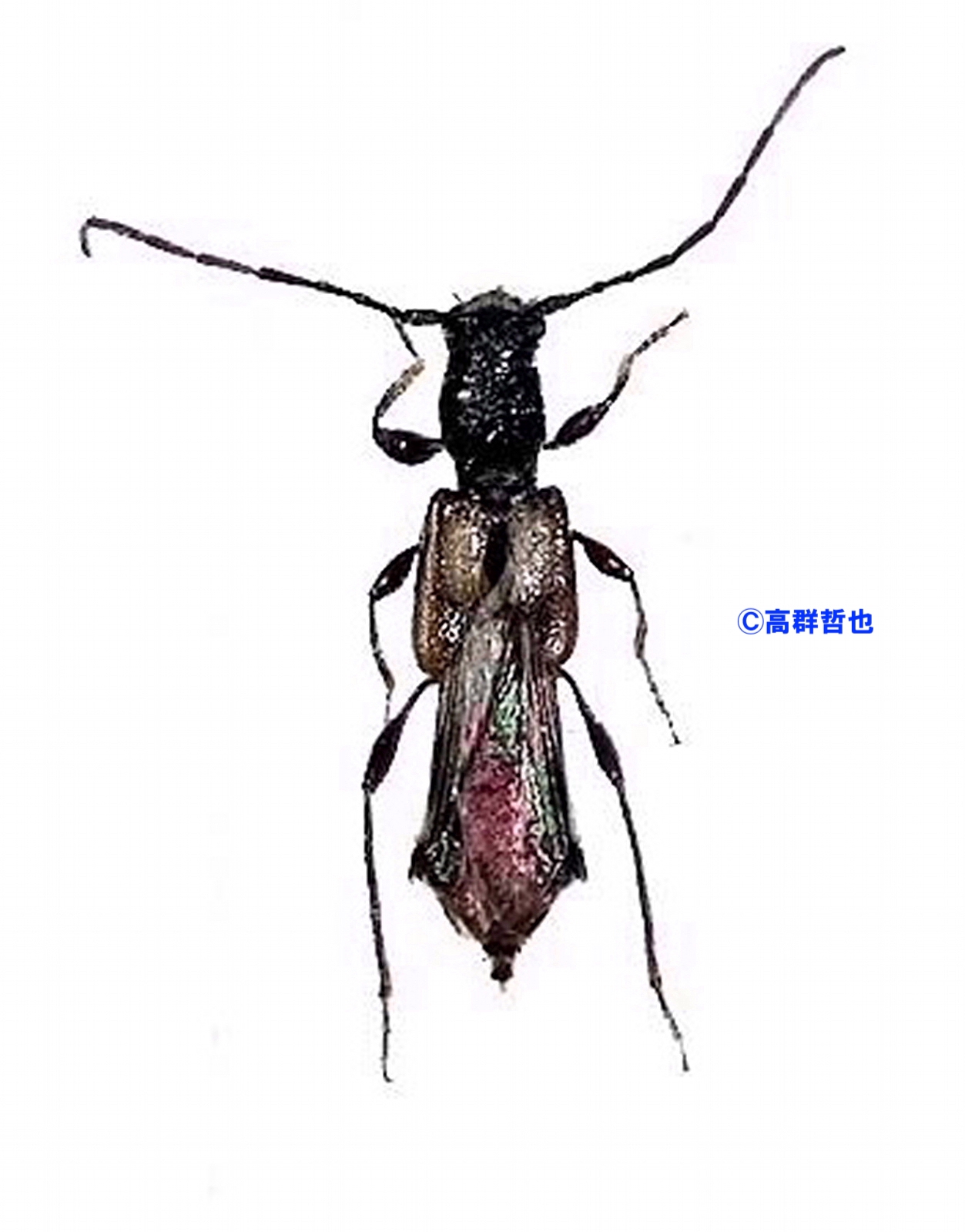 31 コジマヒゲナガコバネカミキリ | ［公式］石川流域生きもの