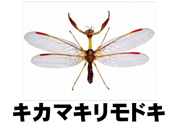04 キカマキリモドキ | ［公式］石川流域生きものミュージアム・雨ふる