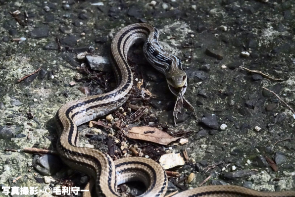 どうしてヘビは自分より大きい獲物を食べることができるの 公式 石川流域生きものミュージアム 雨ふる大地の水辺保全ネットワーク