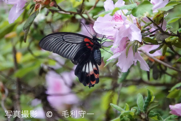 ナガサキアゲハ | ［公式］石川流域生きものミュージアム・雨ふる大地